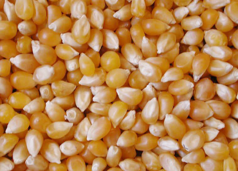 MAIZE FOR ANIMAL FEED / YELLOW CORN FOR POULTRY F - 5000mt - 150 - 10000 - 2000mt - Ukraine Manufacturer Customer search - Espaceagro MAIZE FOR ANIMAL FEED / YELLOW CORN FOR POULTRY F - 5000mt - 150 - 10000 - 2000mt - Ukraine Manufacturer Customer search - Espaceagro