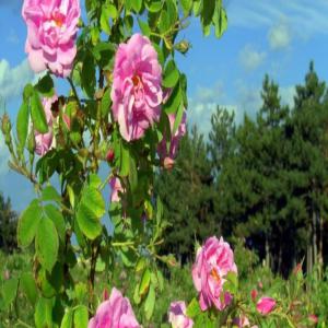  Huile De Rose De Damas - matiere vegetale nous sommes une entreprise franco-bulgare et nous vous proposons plusieurs produits de qualité à base de roses de damas (huile,  eau,  concrète,  absolue...) provenant de la célèbre région de kazanlak en bulgarie. ayant un contact direct avec les producteurs lo
