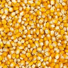  1000 Tonnes De Maïs Par Mois Disponible - céréales bonjour, --nous avons actuellement plusieurs tonnes de maïs jaunes disponibles. livraison possible de 1000 tonnes par mois.--potentiels acheteurs,  veuillez nous contacter