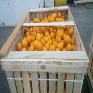  Maroc Late - fruits et légumes export maroc late quantit&eacute; importante.--cherche importateurs ou grossistes.--export vers tous pays.
