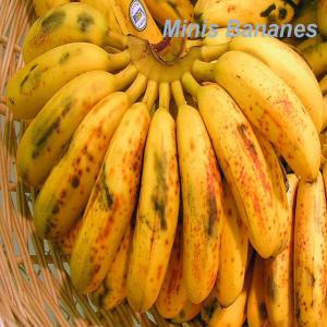  Banane Poingo - fruits et légumes nos bananes sont cultiv&eacute;es naturellement par les paysans. elles ont un go&ucirc;t exquis et riche en &eacute;nergie. leurs texture et couleur sont tr&egrave;s bonnes. --disponible en tout temps. --nous chercons des clients pouvant etre int&eacute;ress&eacute; par ce produit.