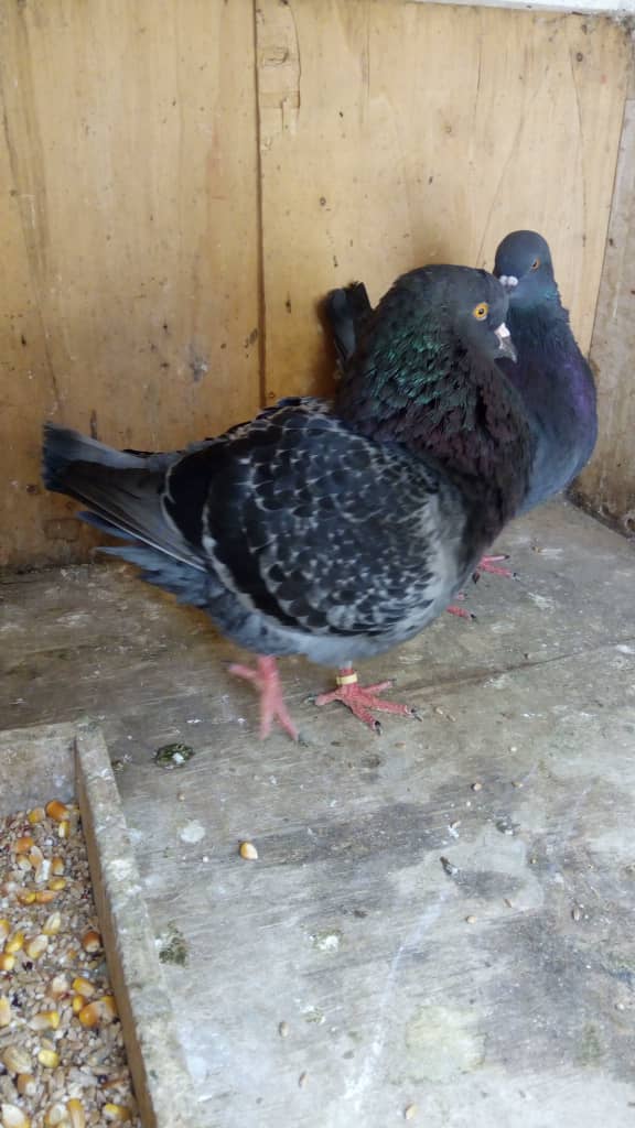  Moutons De Race Et Pigeons De Race - animaux vivants je suis eleveur de mouton poulet et pigeons de race --je suis du sénégal plus précisément a dakar.