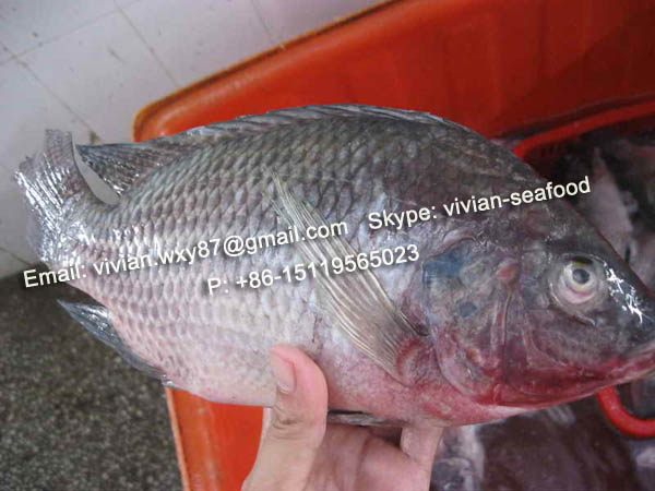  Frozen Black Tilapia Fish (oreochromis Niloticus) - fish manufacturer- tilapia,  catfish,  pomfret,  mackerel----offer china frozen black tilapia fish (oreochromis niloticus) for sale----latin name- oreochromis niloticus,  oreochromis mossambicus,  tilapia congelé,  tilapia negro congelado----specification- --1. frozen black tilapia whole round --2. froz
