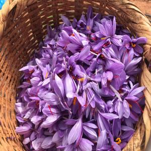  Safran Premium - épices aromates nous disposons d'une excellente variété du safran de talioune de catégorie 1 selon la norme iso 3632.nous sommes enregistré dans le système trace et nous avons l'accord fda et nous exportons déjà partout dans le monde.nous vous offrons une très