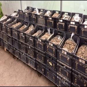  Escargots Vivants Biologiques De Ukraine - animaux vivants le producteur de helix aspersa maxima (gros gris) et helix aspersa muller (petit gris)--notre ferme est situ&eacute;e en ukraine. nous pourrons fournir 20-50 tonnes d'escargots &agrave; compter du octobre 2018