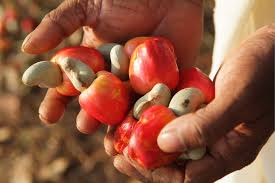  Noix De Cajou Brutes - fruits secs et graines grillées noix de cajous--je cherche un acheteur de noix de cajous au maroc. j'ai la possibilité d'assurer le trafic jusqu’à destination par voix maritime. 100% fiable. le prix de vente- 1500 € la tonne. nous disposons d'un représentant à casablanca au maroc 