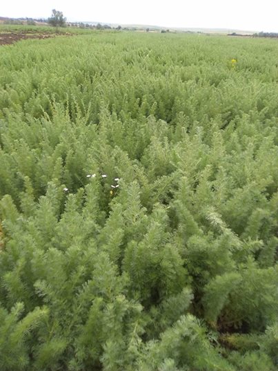  Huile Ansérine - huiles bonjour--on est des artisan marocaine--nous avons une grande quantit&eacute; de la plante d ans&eacute;rine a vendre soit en plante ou en huile essentielles  100% naturel--fiche technique disponible--prix n&eacute;gociable--possibilit&eacute; de nous rendre visite sur les champs--