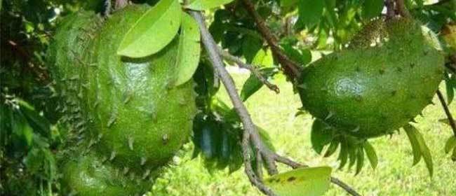  Recherche Des Clients - fruits et légumes entreprise commerciale basée en république du congo,  spécialisée dans le négoce,  import & export de produits vivriers bio. nous commercialisons des produits agricoles tels que - bananes (plantain et dessert),  corossol (appelé également graviola ou cac