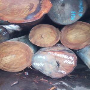  Recherche Bois/grumes Rdc, Congo Brazzaville - bois charbon fibre recherche pour clients asiatiques de bois/ grumes pour export de rdc,  congo brazzaville,  cameroun,  gabon