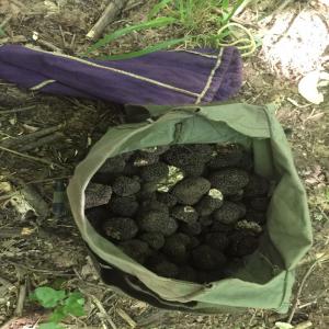  Truffes Blanches D'ete Tuber Aestivum - champignon levure truffes fraiches blanches d'ete - nous garantissons la qualite de nos produits et expedions par voie express. quantite minimum = 5kg. nous contacter pour de plus grosses quantites.