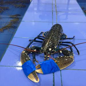  Lobster 500gr/1kg Fresh Morocco - fish lobster 500gr/1kg fresh morocco.--good quality fish.--keep in a pool.--price--fob city agadir .--cordially.