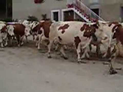  Vente De Montbéliardes - animaux vivants bonjour, --je vends sur le sénégal 5 vaches montbéliardes gestantes de 3 à 6 mois et 3 génisses montbéliardes non gestantes. prière de nous contacter par émail pour plus d'informations. les curieux qui nous enverront de simples messages ne recev