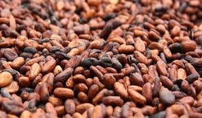  Cacao Livrer Usine Abj - café cacao thé produit - fèves de cacao,  origine cote d’ivoire,  good fermented,  campagne principale 2017/2018--type produit - ordinaire--emballage - marque a préciser à signature contrat--quantité - 1 400 mt (renouvelable en cas d’accord des 2 parties) jusqu'à 12 000 t--origine -