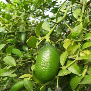  Citron Caviar - fruits et légumes nous sommes un des plus grands producteurs de citron caviar d'italie. nous produisons en cette période 40 kg de fruits par semaine. nous pouvons envoyer nos agrumes dans toute l'europe. --n'hésitez pas à nous contacter. 