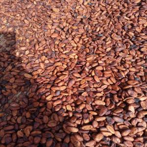  Recherche Acheteurs De Cacao - café cacao thé nous fournissons du cocoa 40 tonnes et plus ,  en spot ou contrat ,  pour fob abidjan ou cif,   nous fournissons en plus du cacao,   les noix de cajou ,  café ....--paiement lc/ sblc
