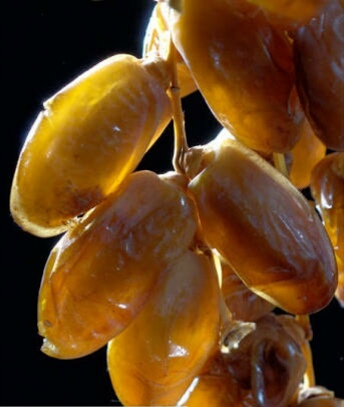  Fresh Deglet Nour Algerian 1st Quality - fruits and vegetables grosse quantité de dattes exceptionnelles de toute première qualité disponible au départ d alger livraison possible avotre adresse en europe,  france,  uk etc... me contacter pour plus dinformations sur details et prix