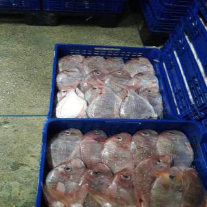  Vente Dorade Rose - poissons bonjour;--nous disposons de la dorade rose de mauritanie en frais et en congelé de très bonne qualité.--n'hésitez pas à me contacter pour plus d'informations.--merci