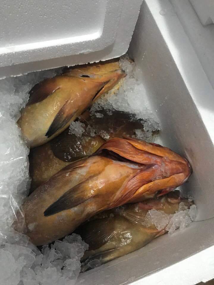  Nous Somme Une Société Algérie - poissons poulpe crevettes et des poissons blanc et bleu (miro , badeche, pagre, saich,  calamars ray, lotte , rascasse rouge et blanc poulpe volcaris --viber or whatsapp 