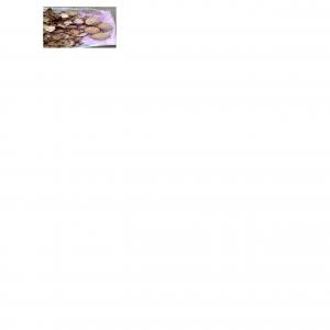  Les Coques Vides De Noix De Coco - coquillage crustacé bonjour madame/monsieur, --nous sommes prets &agrave; fournir &agrave; toute soci&eacute;t&eacute; ou personne d&eacute;sireuse,  les coques vides de noix de coco. la quantit&eacute; disponible est illimit&eacute;e.--voir les images ci-jointes.--vous pouvez nous contacter pour les d&eacute;tails de vo