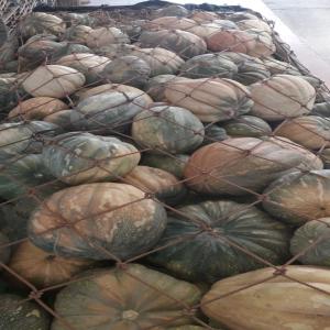  La Courge Marocaine - fruits et légumes bonjour --nous sommes une société marocain spécialiste au domaine d'éxport les fruits et légumes vère l'europe et russie et toute le monde si vous etes intéressé de travailler avec nous en est a votre service cordialement 