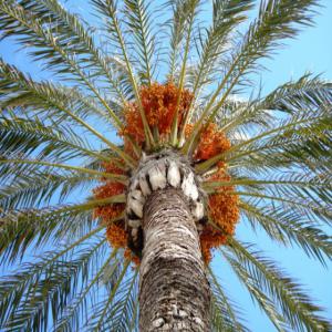  Datte Tunisienne - fruits et légumes vente de 19 tonnes de datte de la tunisie avec un prix très raisonnable et négociable. (emballage inclus)