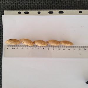  Fournisseur Fruits Secs Amandes Decortiquee - fruits secs et graines grillées basée en france,  notre entreprise est spécialisée dans la promotion et la commercialisation de produits agroalimentaires ouzbeks (ouzbékistan). via notre maison mère en ouzbékistan,  nous proposons une large gamme de produits comme les fruits secs et lé