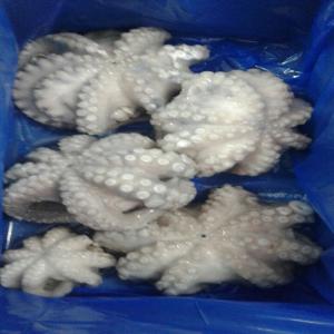  Octopus Iqf Morocco - fish  octopus cleaned (iqf) in flora.--products from morocco--from taco 1 to taco 5.--good quality.--for export.--cordially--