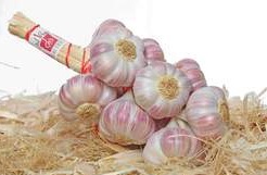  Ail Rose Labellisé - fruits et légumes  producteur d'ail rose de lautrec recherche clients. cet ail est cultivé et conditionné exclusivement dans 88 communes du tarn (france). il est planté dans des sols argilo-calcaires entre les mois de décembre & janvier. il est veillé tout au long de la campagne au 