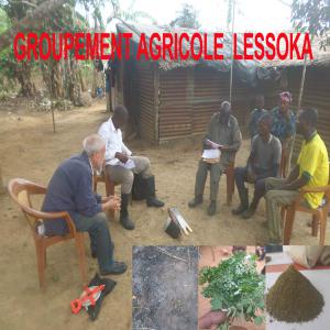  Moringa Oleifera - roasted seeds and nuts nous sommes un groupement d'agriculteur basé à dolisie dans le sud ouest du congo brazzaville,  nous proposons en gros de feuilles de moringa entières ou sous forme de poudre et thé issues de notre plantation de plus de 20ha garantie 100% bio  séchage a l'ombre sous