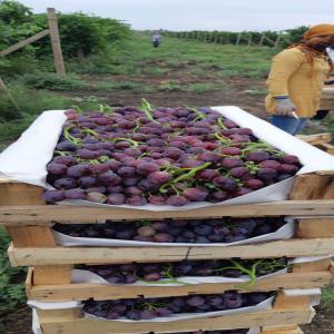  Les Raisins Grapes - fruits et légumes bonjour,  on propose des raisins azerbaidjanais. on peut vous aider en transport et en douanes et dans la documentation. 
