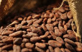  Fournisseur De Beurre De Cacao - matières grasses nous sommes à la recherche d'un partenaire à qui nous allons fournir du cacao de qualité made in cameroun.--nous avons une forte capacité de collecte.--nous mobilisons et mettons à votre disposition du cacao respectant les normes de fermentation,  de séchage 