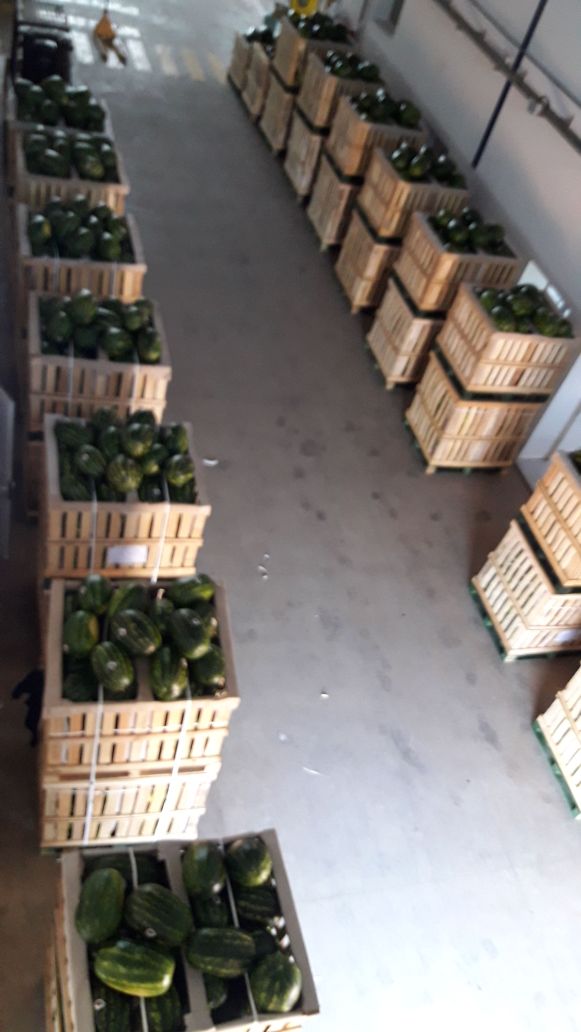  Pastèque De Chichaoua - fruits et légumes nous avons du pastèque qualité de chichaoua pour exporter a l'europe selon vous besoin .--cordialement 