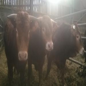  Reprise Une Exploitation Agricole - animaux vivants reprise d'exploitation agricole de 135ha bovin viande, 100mères allaitantes dans l'allier,  avec ouverture par la suite de gite à la ferme pour faire découvrir une agriculture biologique.nous sommes dans un village très touristique et thermal.--de plus notre viande sera val