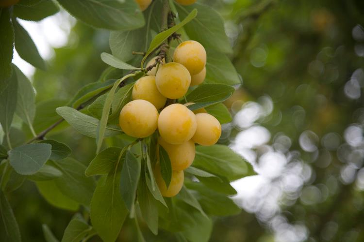  Vend Mirabelles Non Traitées - fruits et légumes à retirer sur place . mirabelles sous les côtes de meuse ) disponibles dés début aout ,  possibilité de cueillir soit meme .  négociable grosse quantités . cueillies à la demande .