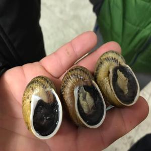 escargot, snail, Helix Aspersa Maxima (Gros Gris) - live animals we are snail farmer in hungary. we have helix aspersa maxima for sale in september-oktober.----helix aspersa maxima for  sale--helix aspersa maxima á vendre