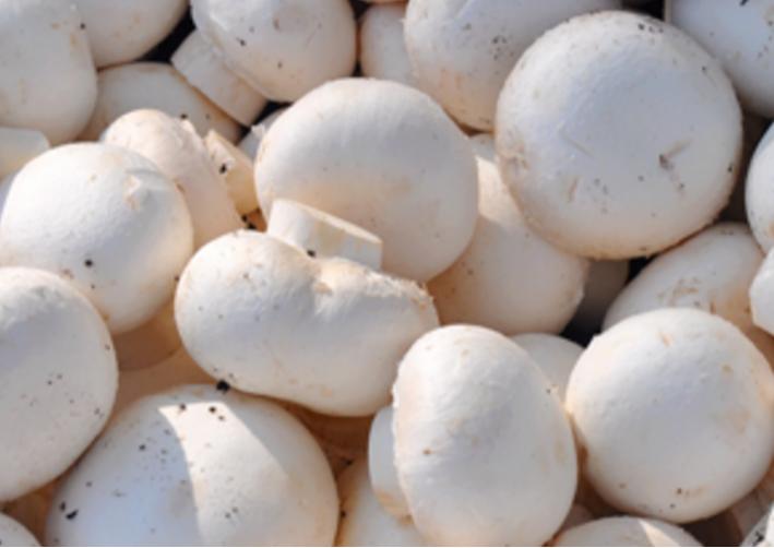  Champignon De Paris - champignon levure champignon de paris vrac ou emball&eacute;s .--int&eacute;ress&eacute; ou besoin d'information suppl&eacute;mentaire contacter nous . merci  