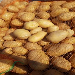  Vend Pomme De Terre Carrera - fruits et légumes vend pomme de terre carrera,  fritable,  calibre 50+ en big bag. camion complet.--on peut faire aussi des sac du 25 kg --