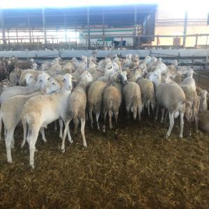  Agneaux De 40/50 Kg - animaux vivants nous avons des agneaux de 40/50 kg ou plus. nos agneaux ont plus de 6 mois,  nous sommes en espagne,  nous pouvons exporter en libye. notre bétail d'excellente qualité est l'un de nos timbres. nous avons des décennies d'expérience dans l'exportation de bovins vivants,  d'agn