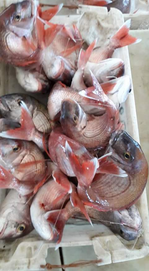  Vente De Poisson Frais - poissons vente de poisson frais de maroc. zone - fao-034--- denté rose, dorada,  mero,  corvina, pageot extra,  pageot royal,  calamar,  sepia,  sanpier...--pour l'export .--poissons de bon qualité --cordialement