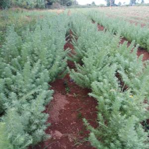  Camomille Bleue Du Maroc He 100% Pure - huiles je suis un producteur de la camomille bleue du maroc,  situ&eacute; &agrave; la r&eacute;gion du nord (tanger),  int&eacute;ress&eacute; par des acheteurs de huile essentielle de la camomille bleue.----la distillation a commenc&eacute; le mois juillet 2018 nous avons actuellement plus de 200 kg de hui