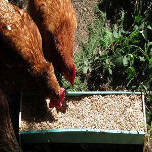  Céréale Triticale En Vente Directe - aliments pour animaux séché naturellement sans conservateur ,  le triticale est cultivé et stocké à la ferme à parcoul 24410--une céréale pour vos volailles, lapins,  cochons ,  chèvres et moutons --disponible en sac de 40 kg ,  ou par tonne en vrac--