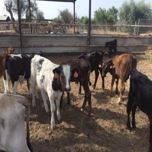  Cousu De Bovins Espagnols, Veaux, Vaches - animaux vivants les bovins espagnols sont vendus,  minimum 3 mois veaux,  vaches,  etc.les veaux ont un poids minimum de 130 kilos.vaches laitières