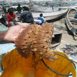  Concombres De Mer - coquillage crustacé bonjour --sénégalais de nationalité je cherche d'éventuels clients sérieux et constants dans le but d'une collaboration. --je suis un articulier peux vous fournir en concombre de mer comme vous le voyez sur la photo. 