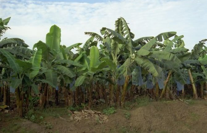  Près Pour La Récolte Vivres Bio - autres je suis agriculteur en milieu sud cameroun je dispose des vivres bio  manioc,  macabo, plantain. ..etc tres grand stock disponible en toute saison je recherche acheteurs grossiste grande récolte cette saison veillez me contacter merci