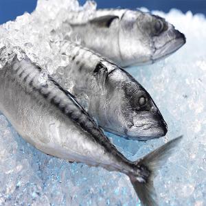  Poisson Congeler - poissons pour tous les clients fiable,  confiant qui besoin des poisson congeler (sardine . maqeureau....) nous sommes disponibles pour répondre à ces commandes,  n'hésitez pas de contactez nous.