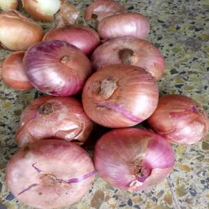  Offre De Pomme De Terre Oignons - matiere vegetale nous mettons à votre dispositions notre expertise et nous vous offrons plusieurs produits --- pomme de terre rouge et blanche disponible de calibre 35+ --- oignons  disponible--pour toute demande de cotation ou/et de renseignement merci de m écrire 