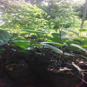  Culture De Poivre En Côte D'ivoire - épices aromates je souhaite créer une plantation de poivriers en côte d'ivoire,  précisément à gagnoa dans centre ouest du pays,  j'ai déjà installé la pépinière,  je compte faire le planting dans mois de mai 2019 pendant la saison des pluies,  c'est 