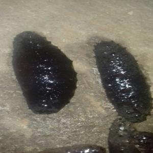  Concombre De Mer - poissons salut,  je suis plongeur et pecheur de concombre de mer frais,  vidée,  mais non séché,  contactez moi pour plus d'informations.