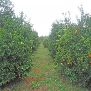  Grossiste Fruits Et Légumes - fruits et légumes bonjour je suis exportation de fruits et légumes frais direct du maroc à l'espagne et à la france  mais aussi du pays si besoin. travail à l’année,  suivi régulier et qualitatif. livraison possible dans la france entière sur min,  entrepôt frigori