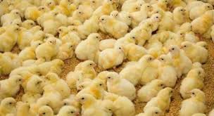  Chercher Les Clients - animaux vivants bonjour tout le monde,  nous tenons &agrave; vous informer que vous pouvez commander des poulets de chair et des poules pondeuses,  c est une grande entreprise bas&eacute;e au rwanda,  nous pouvons livrer votre commande,  nous produisons des poussins de bonne qualit&eacute; peut vous aider dans les serv